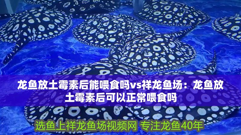 龍魚放土霉素后能喂食嗎vs祥龍魚場(chǎng)：龍魚放土霉素后可以正常喂食嗎