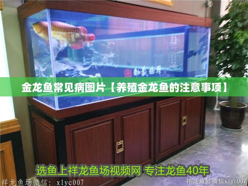 金龍魚常見病圖片【養殖金龍魚的注意事項】