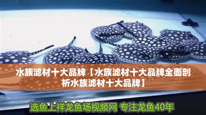 水族濾材十大品牌【水族濾材十大品牌全面剖析水族濾材十大品牌】