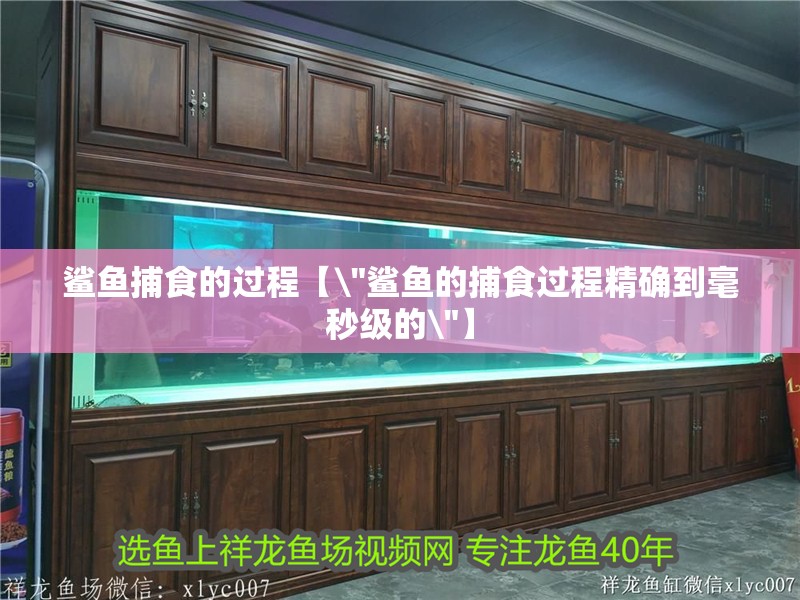 鯊魚捕食的過程【\