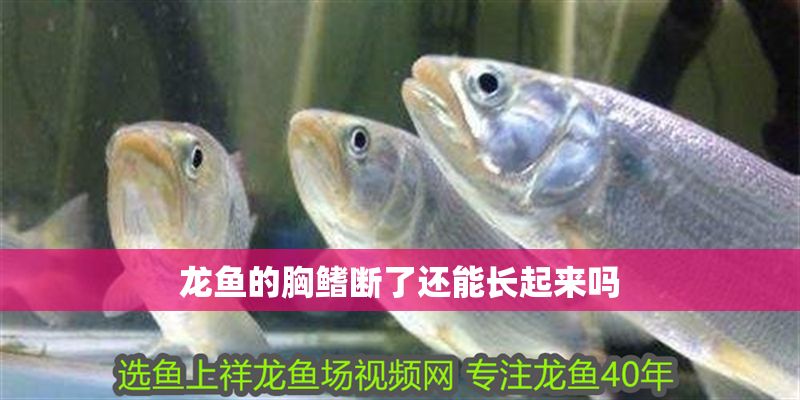 龍魚的胸鰭斷了還能長起來嗎 龍魚的胸鰭斷了還能長起來嗎 龍魚百科 第2張