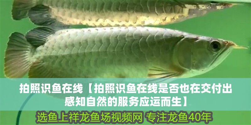 拍照識魚在線【拍照識魚在線是否也在交付出感知自然的服務應運而生】
