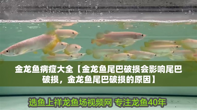 金龍魚病癥大全【金龍魚尾巴破損會影響尾巴破損，金龍魚尾巴破損的原因】