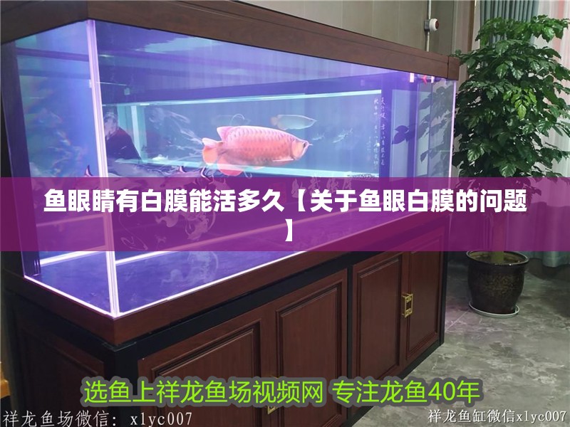 魚眼睛有白膜能活多久【關于魚眼白膜的問題】