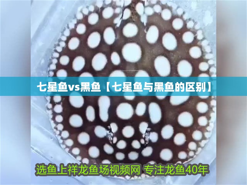 七星魚vs黑魚【七星魚與黑魚的區別】