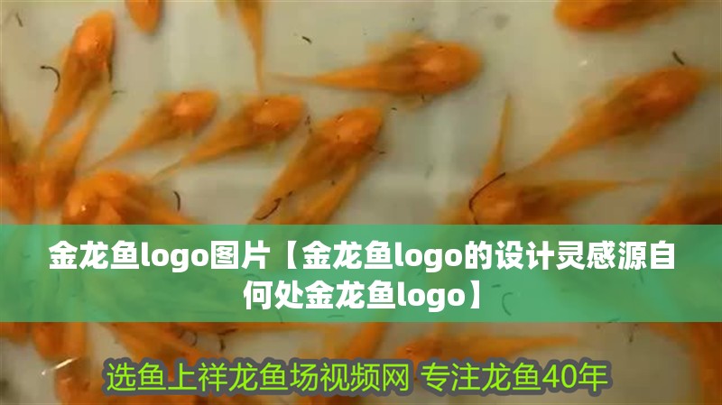 金龍魚logo圖片【金龍魚logo的設計靈感源自何處金龍魚logo】