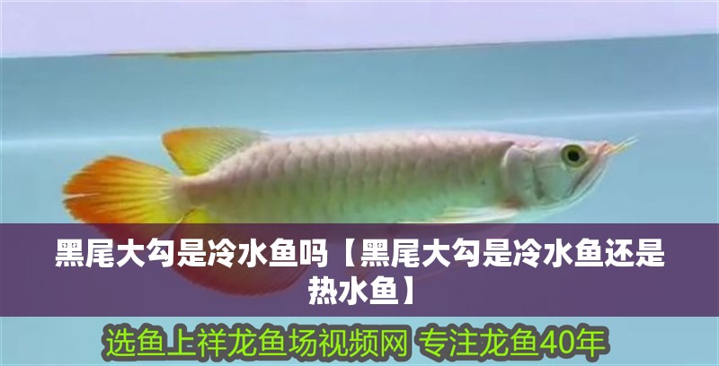 黑尾大勾是冷水魚(yú)嗎【黑尾大勾是冷水魚(yú)還是熱水魚(yú)】