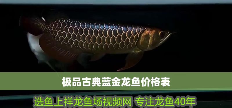 極品古典藍金龍魚價格表