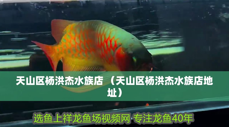 天山區(qū)楊洪杰水族店 （天山區(qū)楊洪杰水族店地址）