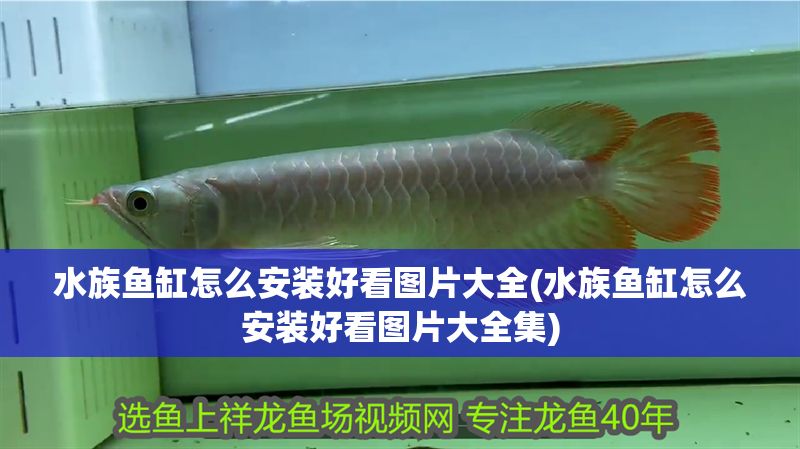 水族魚缸怎么安裝好看圖片大全(水族魚缸怎么安裝好看圖片大全集)
