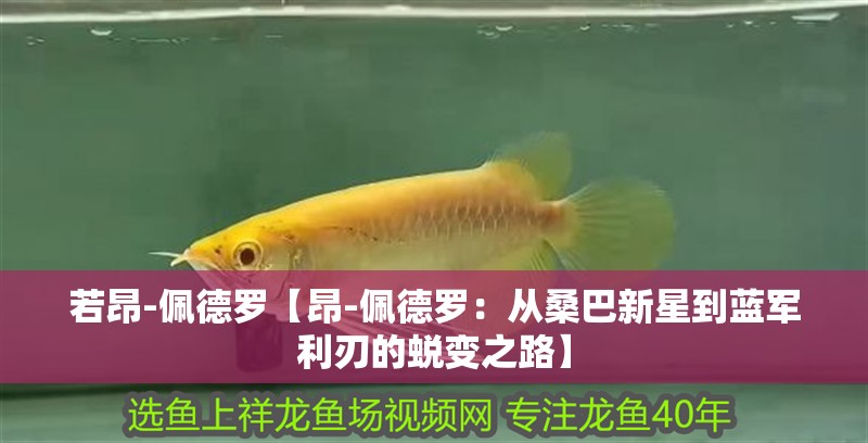 若昂-佩德羅【昂-佩德羅：從桑巴新星到藍軍利刃的蛻變之路】