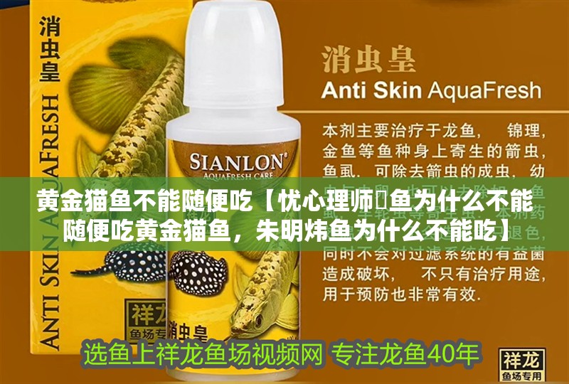 黃金貓魚(yú)不能隨便吃【憂(yōu)心理師鳡魚(yú)為什么不能隨便吃黃金貓魚(yú)，朱明煒魚(yú)為什么不能吃】