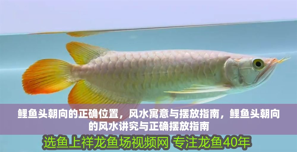 鯉魚頭朝向的正確位置，風(fēng)水寓意與擺放指南，鯉魚頭朝向的風(fēng)水講究與正確擺放指南
