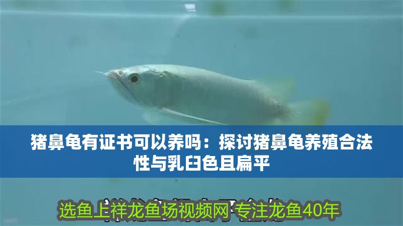 豬鼻龜有證書可以養嗎：探討豬鼻龜養殖合法性與乳臼色且扁平