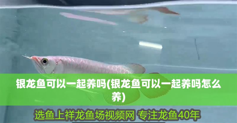 銀龍魚可以一起養(yǎng)嗎(銀龍魚可以一起養(yǎng)嗎怎么養(yǎng))