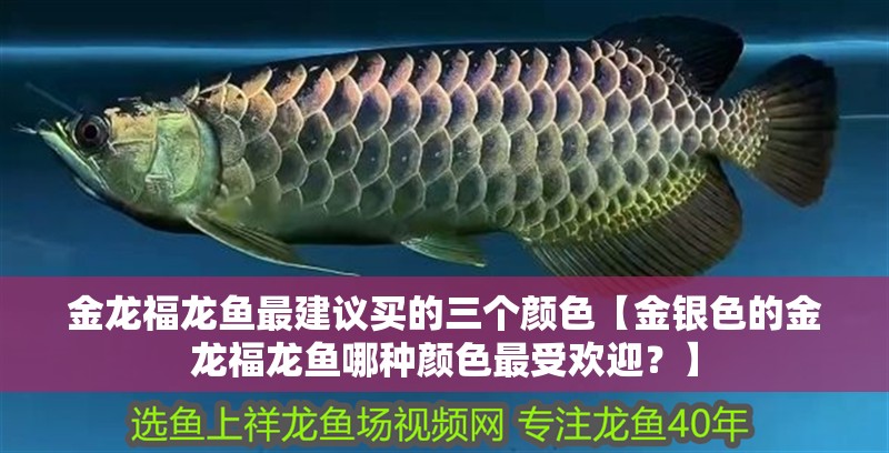 金龍福龍魚最建議買的三個顏色【金銀色的金龍福龍魚哪種顏色最受歡迎？】 金龍福龍魚最建議買的三個顏色【金銀色的金龍福龍魚哪種顏色最受歡迎？】 水族問答