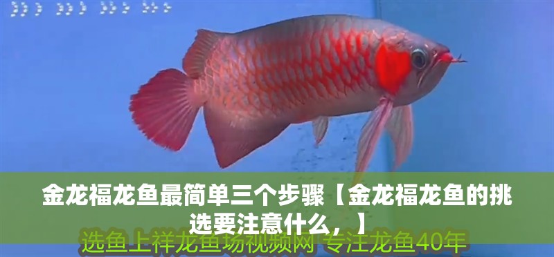 金龍福龍魚最簡單三個步驟【金龍福龍魚的挑選要注意什么，】