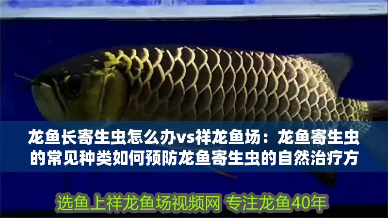 龍魚長寄生蟲怎么辦vs祥龍魚場：龍魚寄生蟲的常見種類如何預防龍魚寄生蟲的自然治療方法