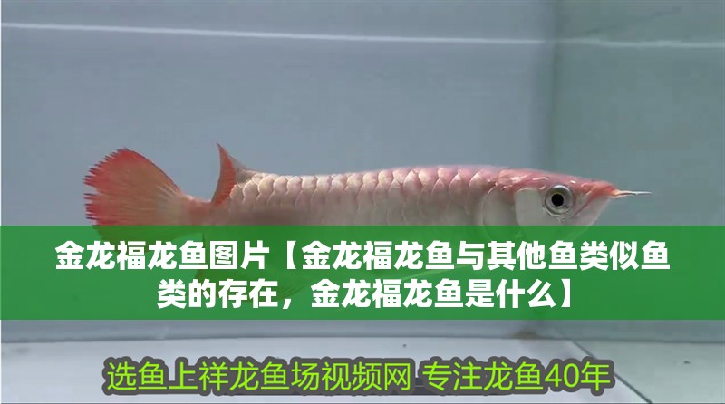 金龍福龍魚圖片【金龍福龍魚與其他魚類似魚類的存在，金龍福龍魚是什么】