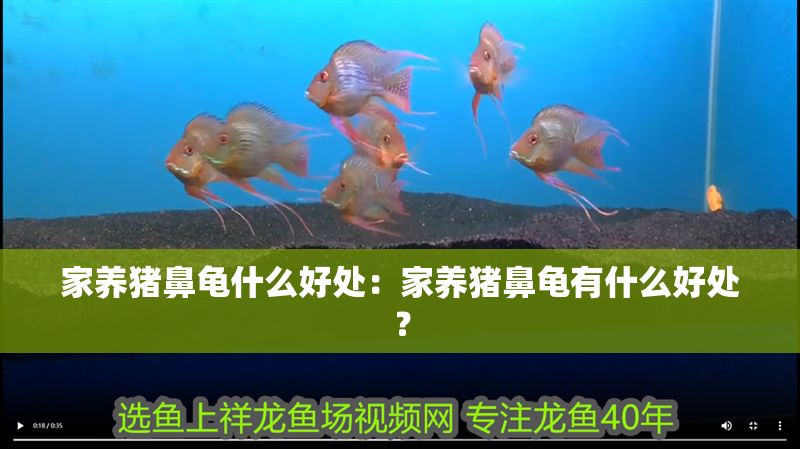 家養豬鼻龜什么好處：家養豬鼻龜有什么好處？