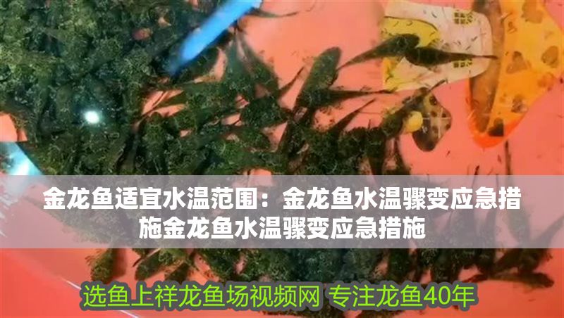 金龍魚適宜水溫范圍：金龍魚水溫驟變應(yīng)急措施金龍魚水溫驟變應(yīng)急措施
