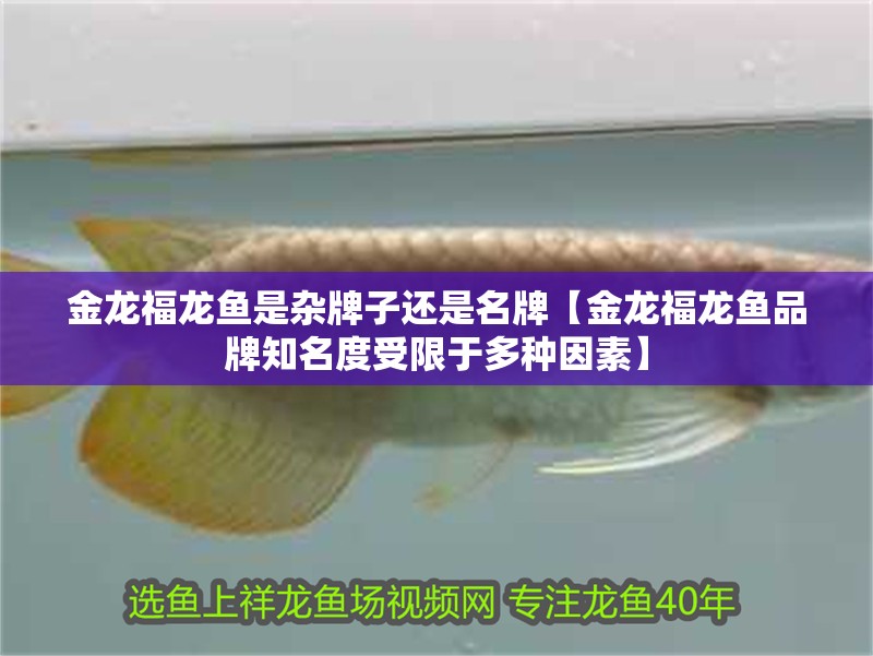 給大魚缸換水的作文:體驗給大魚缸換水的樂趣:體驗給大魚缸換水:給大魚缸換水的作文 金龍福龍魚是雜牌子還是名牌【金龍福龍魚品牌知名度受限于多種因素】 水族問答 金龍福龍魚是雜牌子還是名牌【金龍福龍魚品牌知名度受限于多種因素】 金龍福龍魚是雜牌子還是名牌【金龍福龍魚品牌知名度受限于多種因素】 水族問答