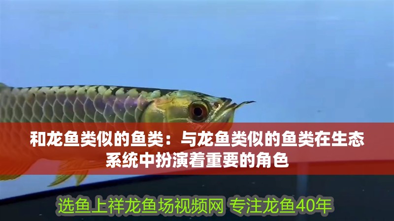 和龍魚類似的魚類：與龍魚類似的魚類在生態系統中扮演著重要的角色
