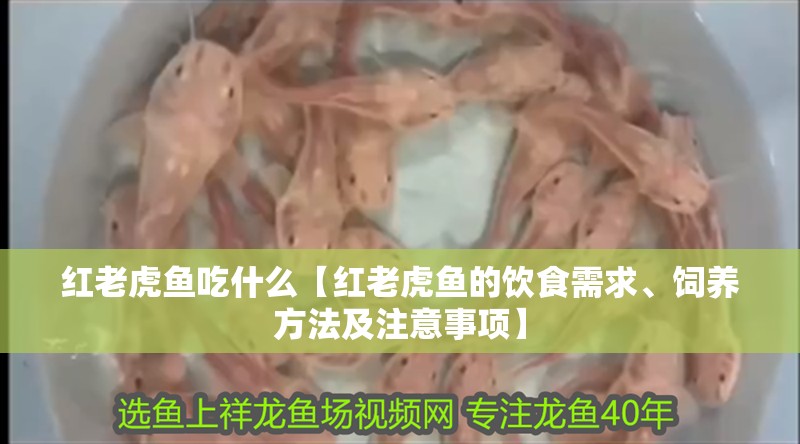 紅老虎魚吃什么【紅老虎魚的飲食需求、飼養(yǎng)方法及注意事項】