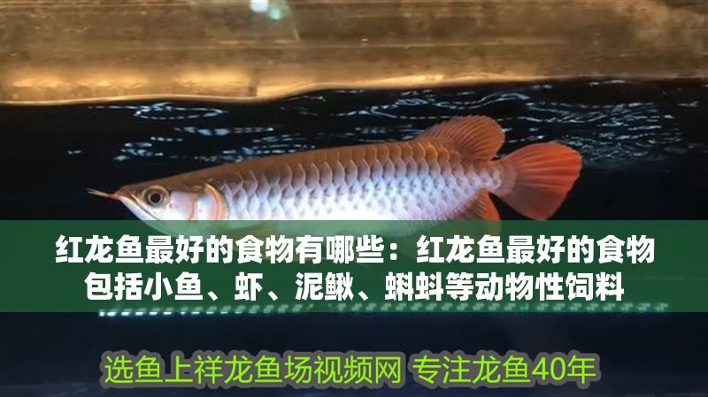 紅龍魚最好的食物有哪些：紅龍魚最好的食物包括小魚、蝦、泥鰍、蝌蚪等動物性飼料