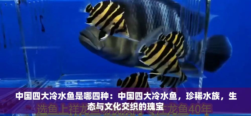 中國四大冷水魚是哪四種：中國四大冷水魚，珍稀水族，生態與文化交織的瑰寶