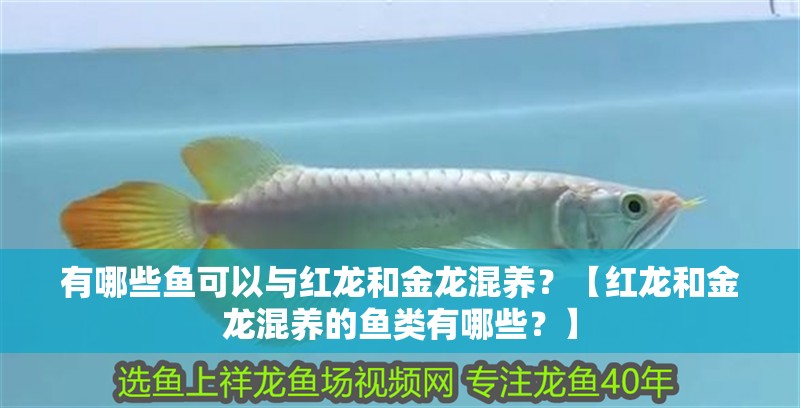 有哪些魚可以與紅龍和金龍混養？【紅龍和金龍混養的魚類有哪些？】