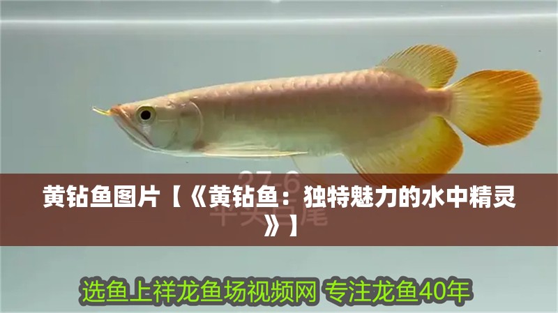 黃鉆魚圖片【《黃鉆魚：獨特魅力的水中精靈》】