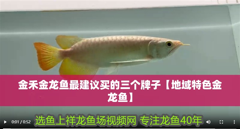 金禾金龍魚最建議買的三個牌子【地域特色金龍魚】