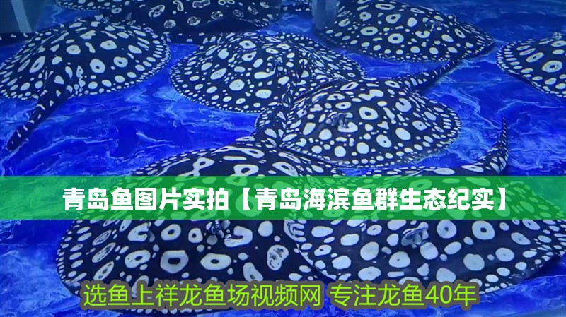 青島魚圖片實拍【青島海濱魚群生態紀實】