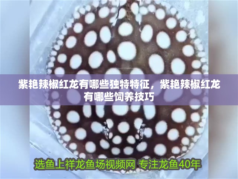 紫艷辣椒紅龍有哪些獨特特征，紫艷辣椒紅龍有哪些飼養(yǎng)技巧