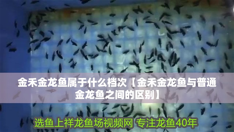 金禾金龍魚屬于什么檔次【金禾金龍魚與普通金龍魚之間的區別】