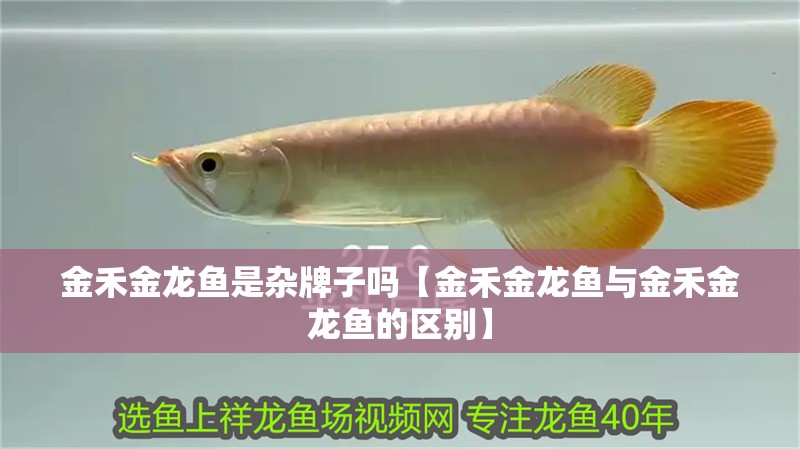 金禾金龍魚是雜牌子嗎【金禾金龍魚與金禾金龍魚的區別】