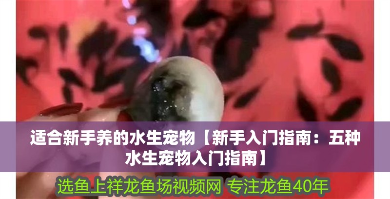 適合新手養的水生寵物【新手入門指南：五種水生寵物入門指南】