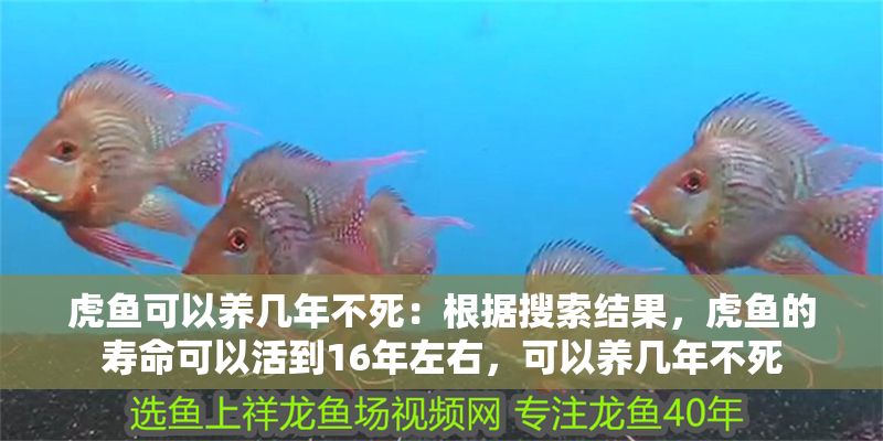 虎魚可以養(yǎng)幾年不死：根據(jù)搜索結(jié)果，虎魚的壽命可以活到16年左右，可以養(yǎng)幾年不死