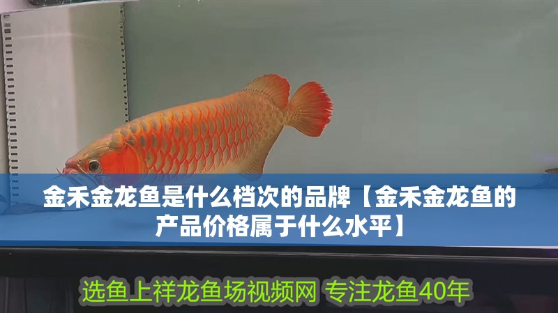 金禾金龍魚是什么檔次的品牌【金禾金龍魚的產(chǎn)品價格屬于什么水平】