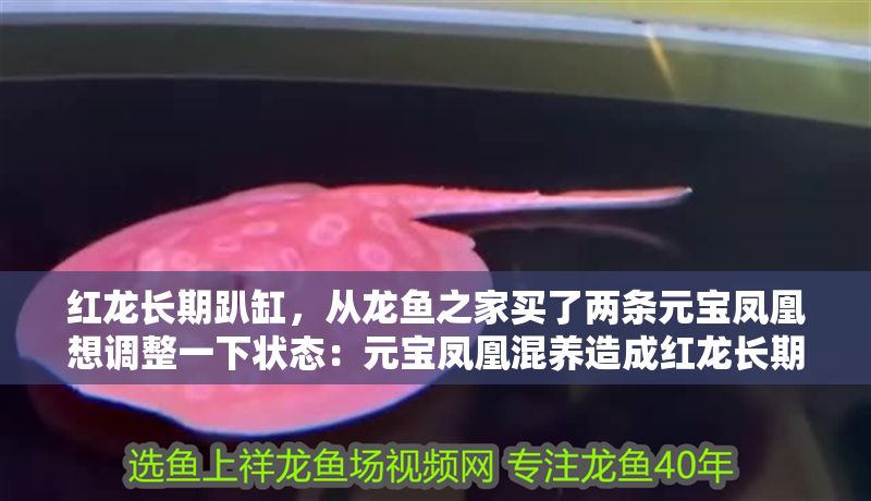 紅龍長期趴缸，從龍魚之家買了兩條元寶鳳凰想調整一下狀態：元寶鳳凰混養造成紅龍長期趴缸