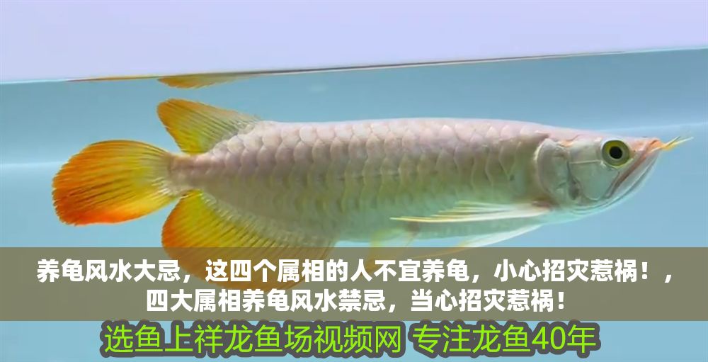 養龜風水大忌，這四個屬相的人不宜養龜，小心招災惹禍！，四大屬相養龜風水禁忌，當心招災惹禍！