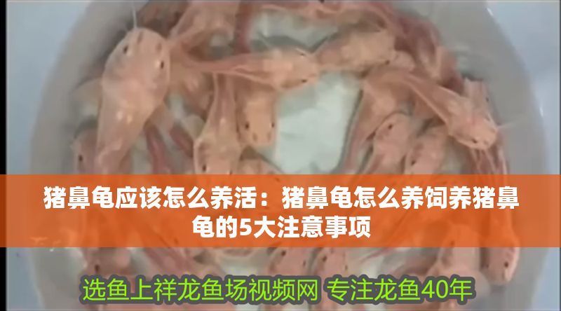 豬鼻龜應(yīng)該怎么養(yǎng)活：豬鼻龜怎么養(yǎng)飼養(yǎng)豬鼻龜?shù)?大注意事項(xiàng)