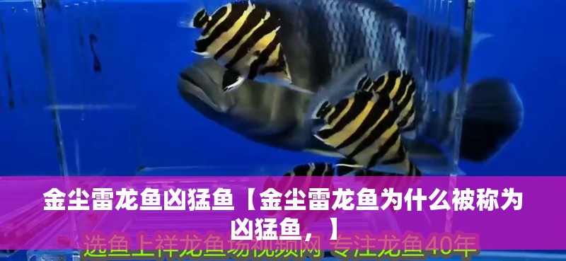金塵雷龍魚兇猛魚【金塵雷龍魚為什么被稱為兇猛魚，】
