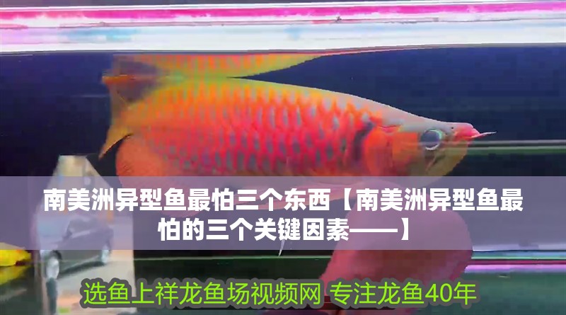 南美洲異型魚最怕三個東西【南美洲異型魚最怕的三個關鍵因素——】