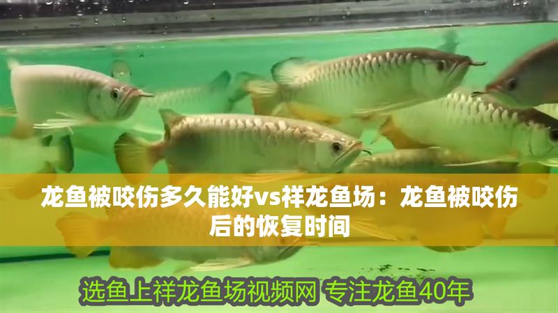 龍魚被咬傷多久能好vs祥龍魚場：龍魚被咬傷后的恢復(fù)時(shí)間