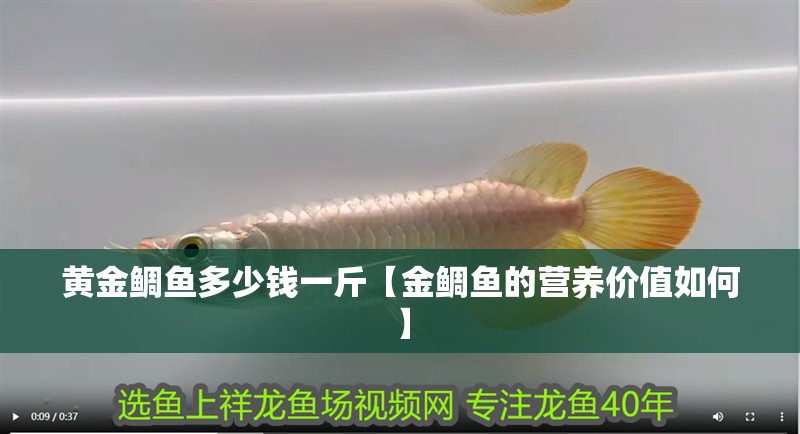 黃金鯛魚多少錢一斤【金鯛魚的營養價值如何】