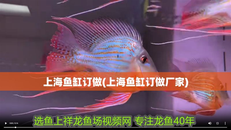 上海魚(yú)缸訂做(上海魚(yú)缸訂做廠(chǎng)家)