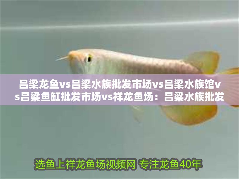 呂梁龍魚vs呂梁水族批發市場vs呂梁水族館vs呂梁魚缸批發市場vs祥龍魚場：呂梁水族批發市場