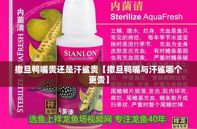撒旦鴨嘴貴還是汗鯊貴【撒旦鴨嘴與汗鯊哪個更貴】